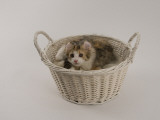 American Curl Impressão fotográfica American Curl Impressão fotográfica