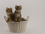 American Curl Impressão fotográfica American Curl Impressão fotográfica