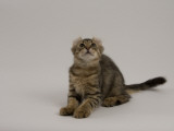 American Curl Photographic Print