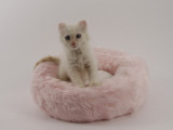 American Curl Photographic Print