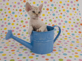 Devon Rex Photographic Print