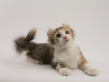 American Curl Impressão fotográfica American Curl Impressão fotográfica