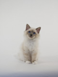 Birman Photographic Print