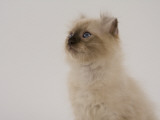 American Curl Photographic Print