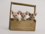 Devon Rex Impressão fotográfica Devon Rex Impressão fotográfica