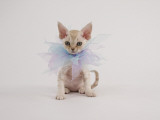 Devon Rex Impressão fotográfica Devon Rex Impressão fotográfica
