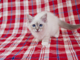Birman Photographic Print