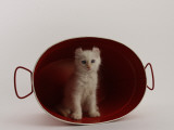 American Curl Photographic Print