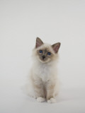 Birman Photographic Print