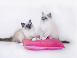 Birman Photographic Print