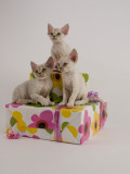 Devon Rex Photographic Print