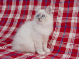 Birman Impressão fotográfica Birman Impressão fotográfica