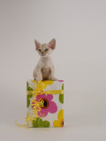 Devon Rex Photographic Print