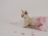 Devon Rex Impressão fotográfica Devon Rex Impressão fotográfica