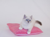 Birman Photographic Print