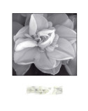 Rose for Romance II Premium Giclee Print by Richard Sutton