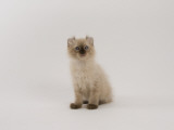 American Curl Photographic Print
