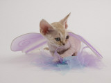 Devon Rex Impressão fotográfica Devon Rex Impressão fotográfica