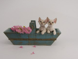 Devon Rex Photographic Print