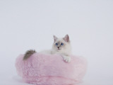 Birman Impressão fotográfica Birman Impressão fotográfica