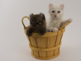 American Curl Photographic Print