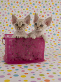 Devon Rex Photographic Print