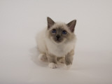 Birman Photographic Print