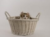 American Curl Impressão fotográfica American Curl Impressão fotográfica