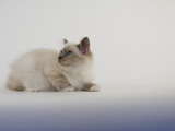 Birman Photographic Print