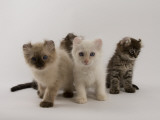 American Curl Photographic Print