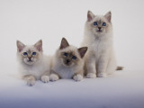 Birman Photographic Print