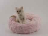 American Curl Photographic Print