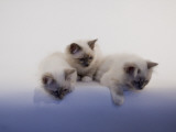 Birman Fotografie-Druck