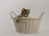 American Curl Impressão fotográfica American Curl Impressão fotográfica