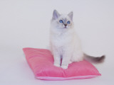 Birman Photographic Print