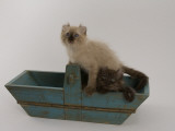 American Curl Photographic Print