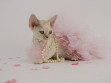 Devon Rex Impressão fotográfica Devon Rex Impressão fotográfica