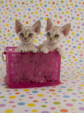 Devon Rex Lámina fotográfica