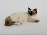 Birman Photographic Print
