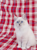 Birman Photographic Print