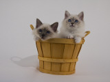 Birman Photographic Print