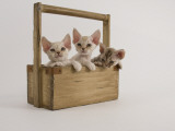 Devon Rex Impressão fotográfica Devon Rex Impressão fotográfica