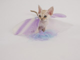 Devon Rex Impressão fotográfica Devon Rex Impressão fotográfica
