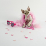 Devon Rex Impressão fotográfica Devon Rex Impressão fotográfica