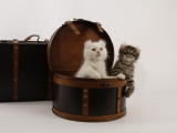 American Curl Impressão fotográfica American Curl Impressão fotográfica