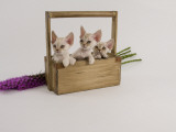 Devon Rex Impressão fotográfica Devon Rex Impressão fotográfica