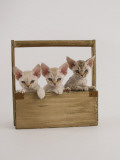 Devon Rex Impressão fotográfica Devon Rex Impressão fotográfica