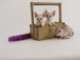 Devon Rex Impressão fotográfica Devon Rex Impressão fotográfica