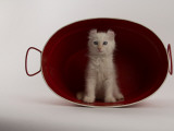 American Curl Photographic Print