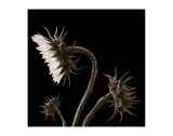 Three Sunflowers Premium Giclee Print by Dan Magus